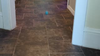 Yorkie Zoomies!