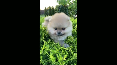 baby puppy dogs and cats funny videos