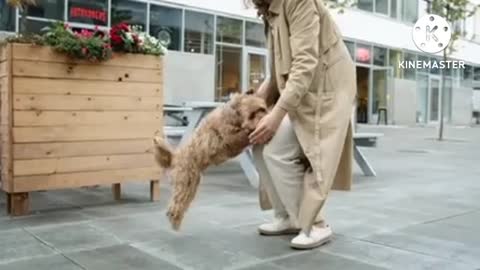 Dog training video