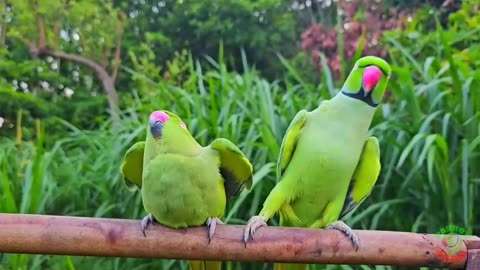 Voice of nature