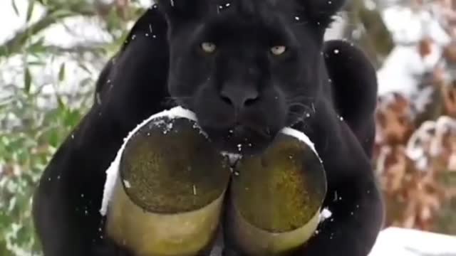 Black Panther