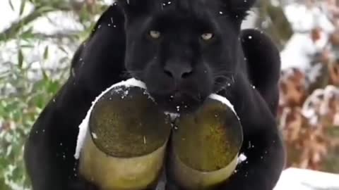 Black Panther