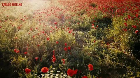 Beautiful Flower Images - Flowers