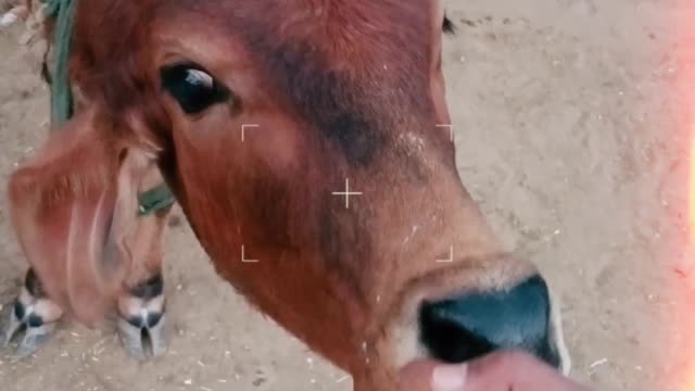 See in this video how good India's cow is