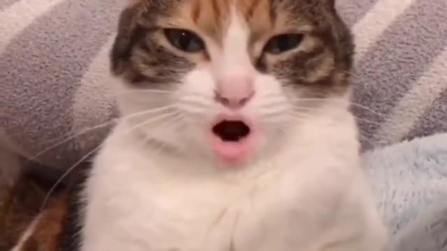 My cat and I miss you very much, suddenly remembered I have no cat, also do not have you