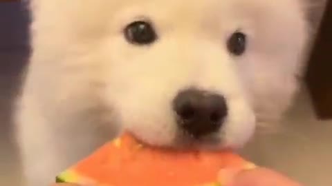 Eat watermelon for cute dogs