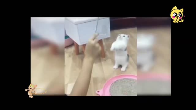 Sweet cat videos ।। baby cute cat funny video🤗🤗🤗🤗