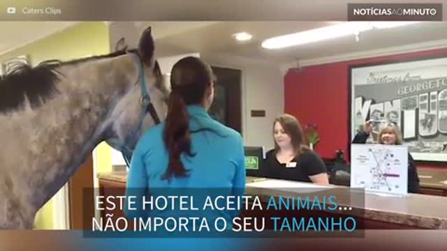 Já viu um cavalo fazendo check-in em um hotel?