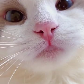 #shorts cat meme & kitten (tik tok video]💘 - funny cats meow baby cute compilation [cat-cash home)