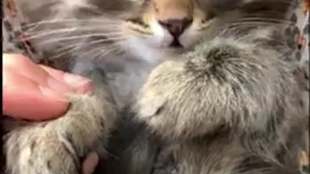 Aww Cute Baby Cats ♥ Best Funny Cat Videos 2021 #shorts