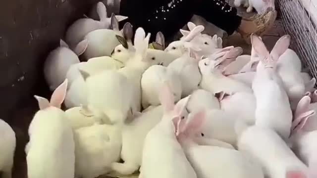 woman crying among hundreds of rabbits