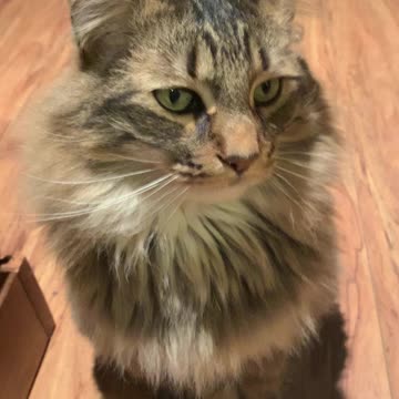 This is my green eyed mainecoon Simba