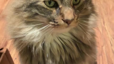 This is my green eyed mainecoon Simba