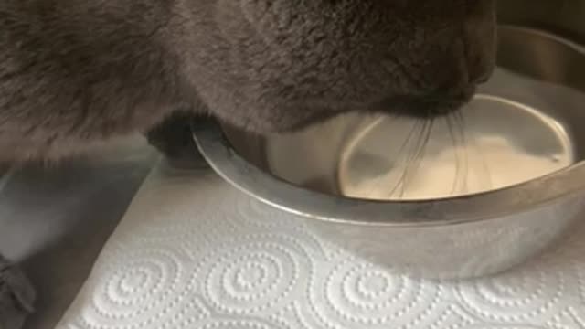 Cat drinking water !