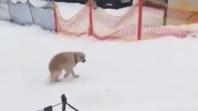 Golden Retriever Sliding In the Snow 😍