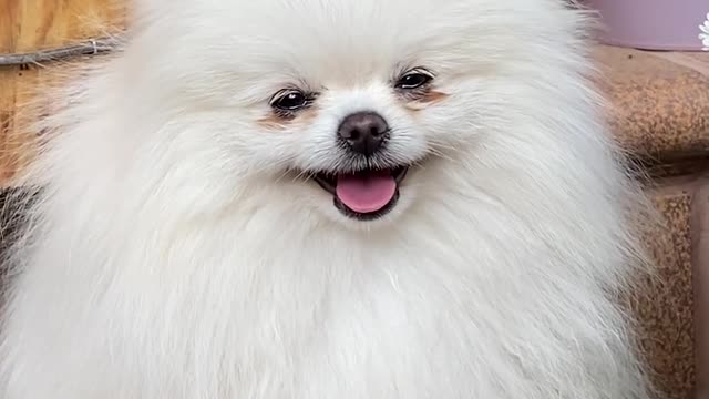 Fun Loving White Puppy