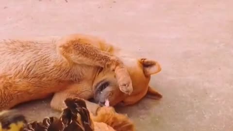 The Love of Dog With the Chicken Kids