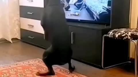 New Funny Animal Video
