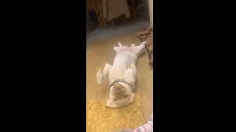 pets funny movements