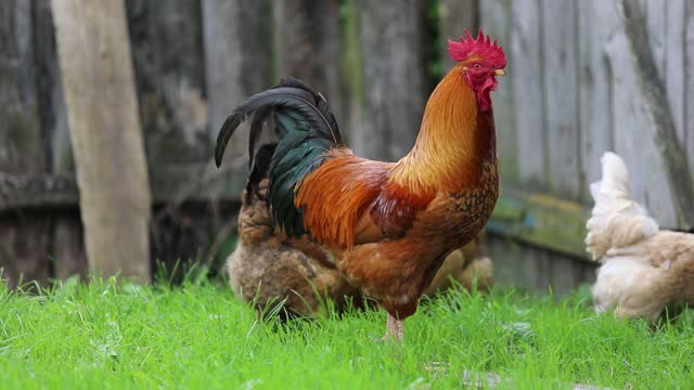 Chickens in the garden of the house