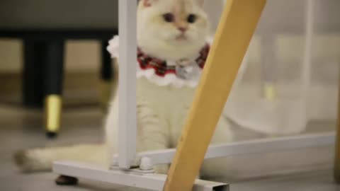 Cat house