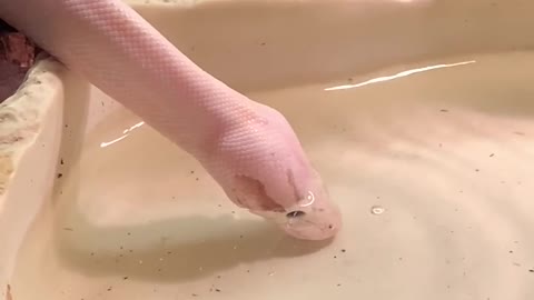 python blows bubble's