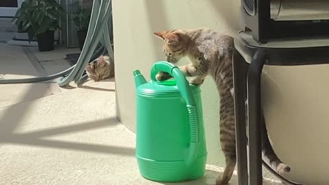 5-Month Old Kitten Loves Water