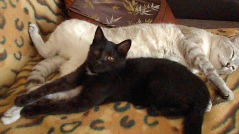 Two cats