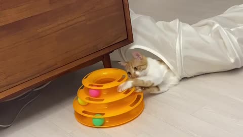 Cat lying in a cat tunnel and playing ball