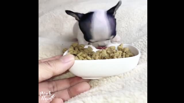 CUTE PETS SERIES: CHIHUAHUA PUPPY EATING