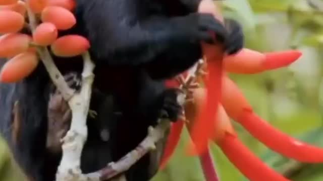 Cute animals