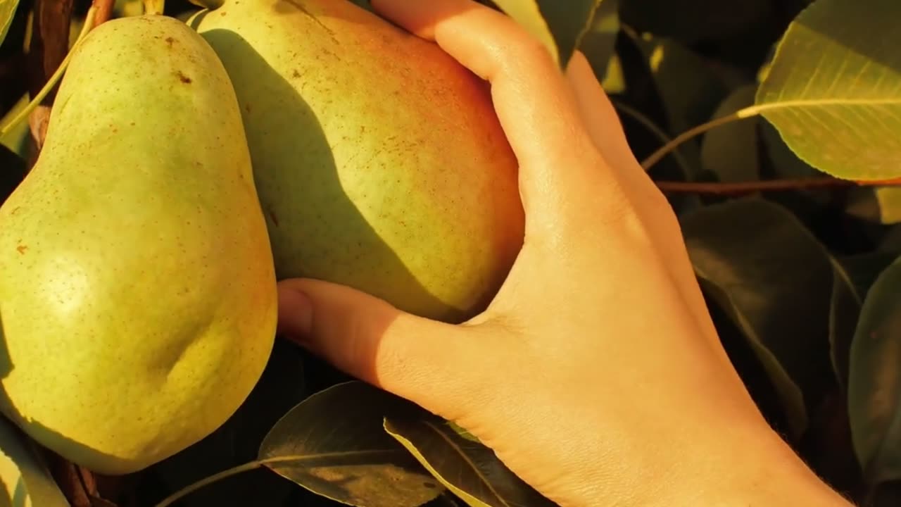 Why the name BetterPears?