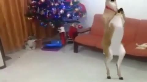 Dancing Deer