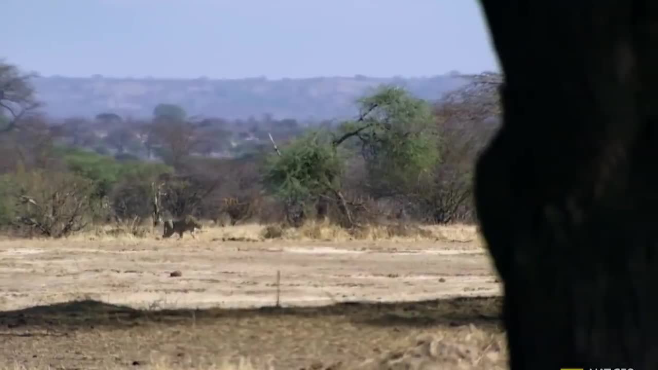 Amazing Elephant Herd Protect Mom & Newborn Elephant From Lion Pride Hunt, Elephant Giving Birth