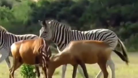 Liberal Zebra