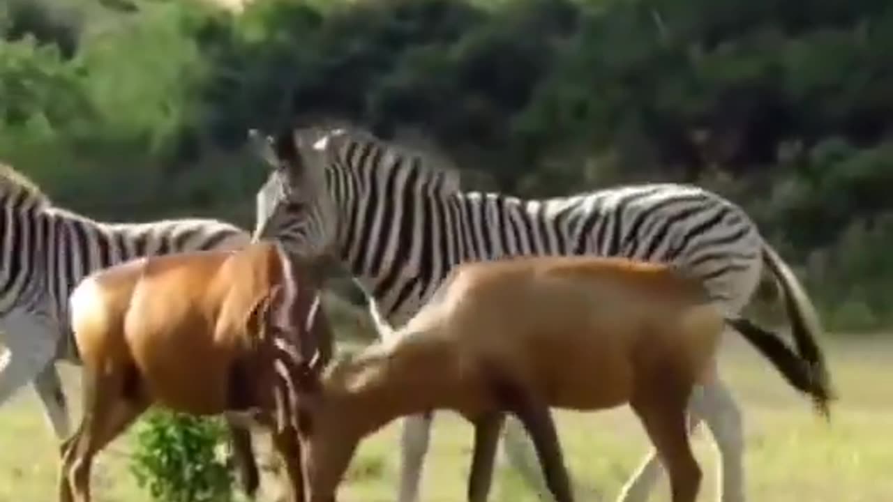 Liberal Zebra