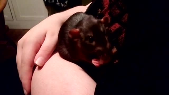 Pet Dumbo Rat Eating Treat