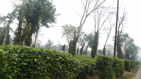 Tea Garden.