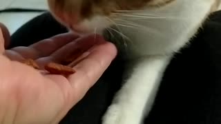 my cat eating