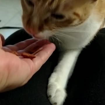 my cat eating