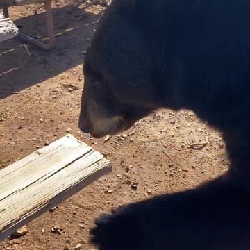 Bear chewing