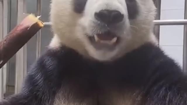 Giant Pandas 101 | Nat Geo Wild