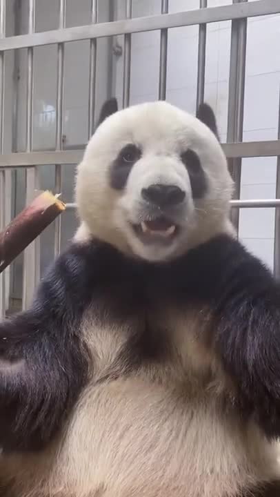 Giant Pandas 101 | Nat Geo Wild