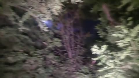homicidio en zona boscosa