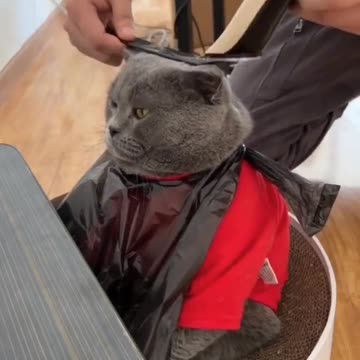 Celebrity Cat In Saloon Funny Viral Video