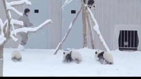 🌨️ snow falling pandas playing