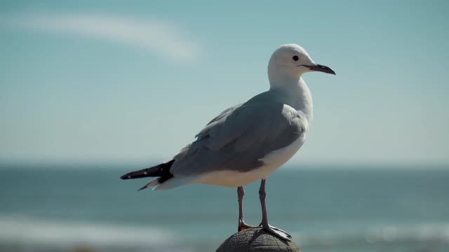 #14 beutiful bird