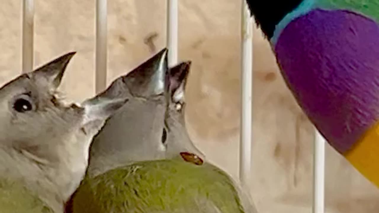 gouldian finches #birds #bird #nature