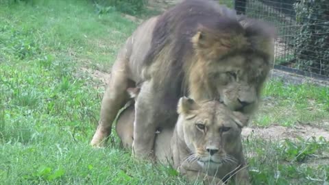 Animal funny video