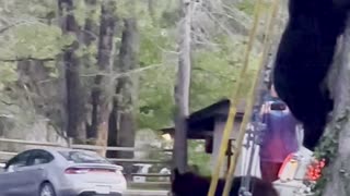 Bear Family Comes Out of Tree